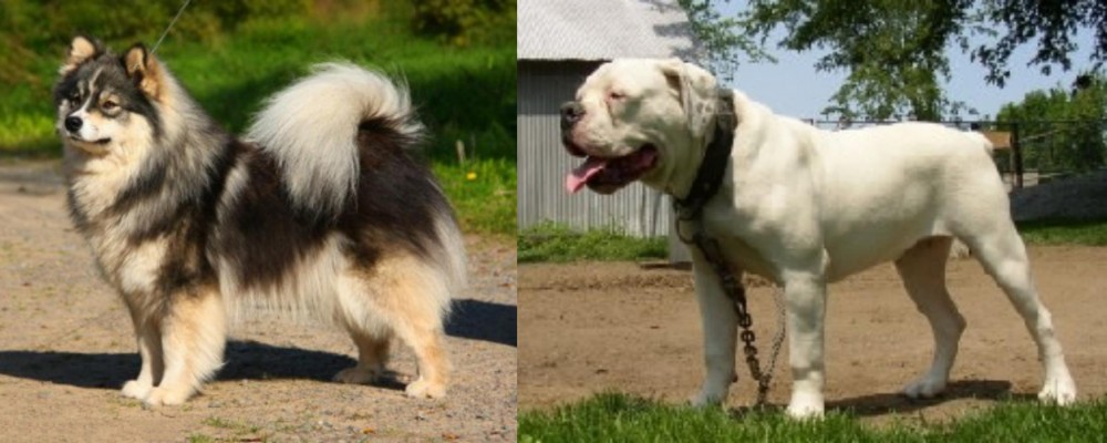 Hermes Bulldogge vs Finnish Lapphund - Breed Comparison