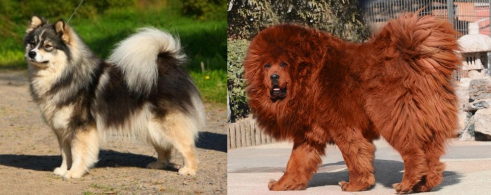 Himalayan Mastiff vs Finnish Lapphund - Breed Comparison