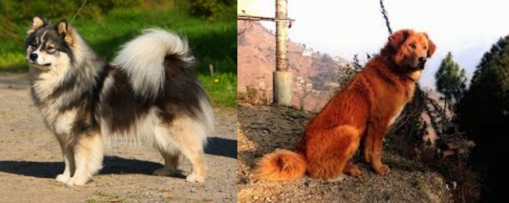 Himalayan Sheepdog vs Finnish Lapphund - Breed Comparison