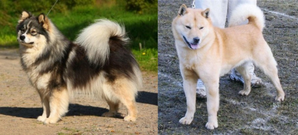 Hokkaido vs Finnish Lapphund - Breed Comparison