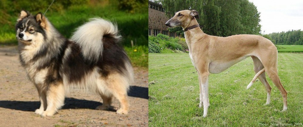 Hortaya Borzaya vs Finnish Lapphund - Breed Comparison