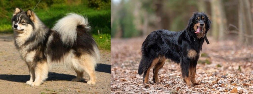 Hovawart vs Finnish Lapphund - Breed Comparison
