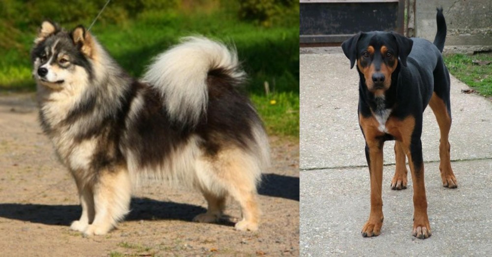 Hungarian Hound vs Finnish Lapphund - Breed Comparison