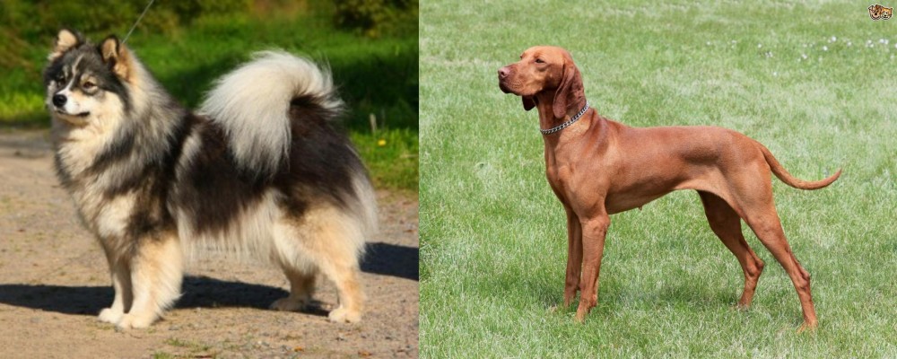 Hungarian Vizsla vs Finnish Lapphund - Breed Comparison