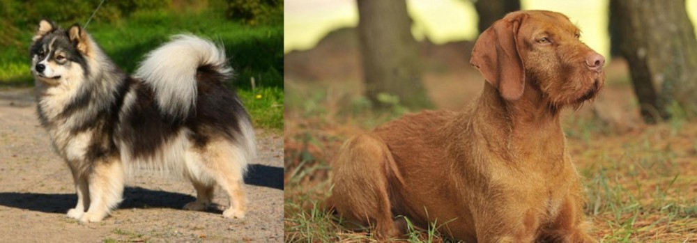 Hungarian Wirehaired Vizsla vs Finnish Lapphund - Breed Comparison