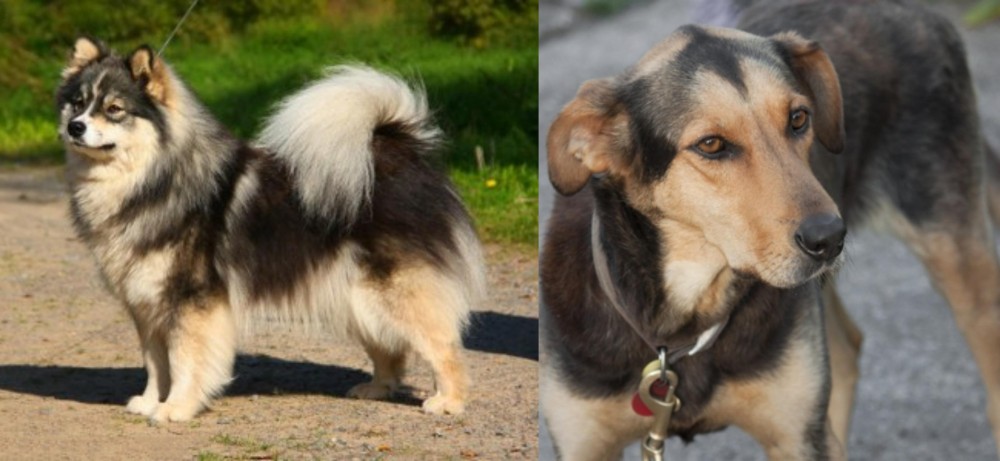 Huntaway vs Finnish Lapphund - Breed Comparison