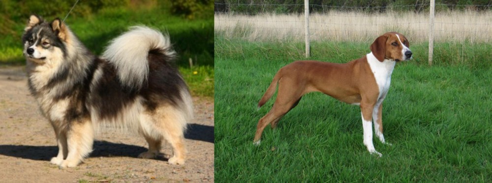 Hygenhund vs Finnish Lapphund - Breed Comparison