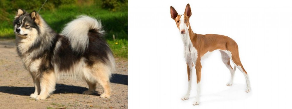 Ibizan Hound vs Finnish Lapphund - Breed Comparison