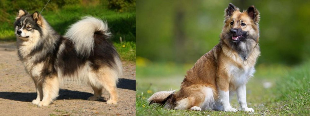 Icelandic Sheepdog vs Finnish Lapphund - Breed Comparison