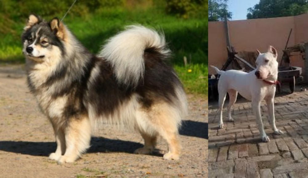 Indian Bull Terrier vs Finnish Lapphund - Breed Comparison