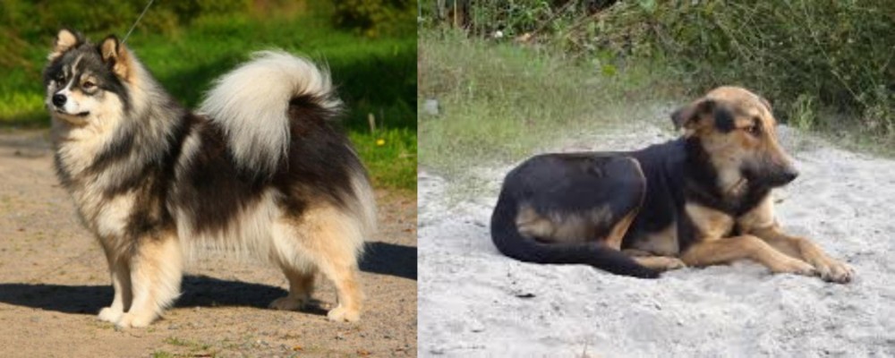 Indian Pariah Dog vs Finnish Lapphund - Breed Comparison