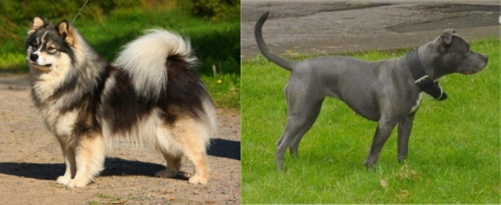 Irish Bull Terrier vs Finnish Lapphund - Breed Comparison