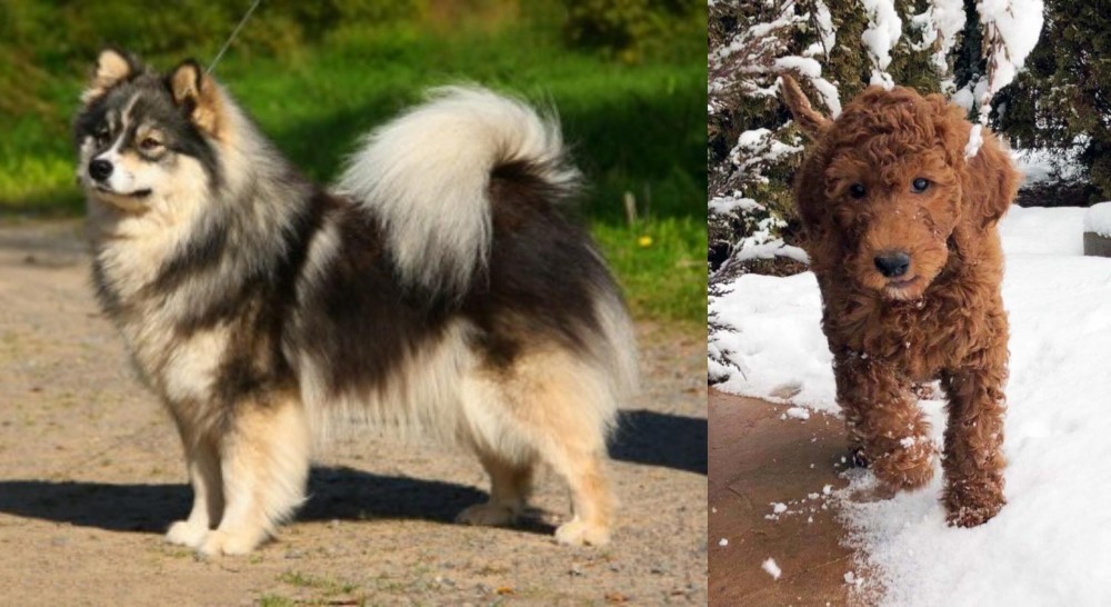 Irish Doodles vs Finnish Lapphund - Breed Comparison
