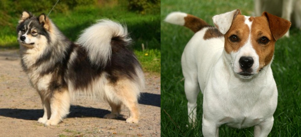 Irish Jack Russell vs Finnish Lapphund - Breed Comparison