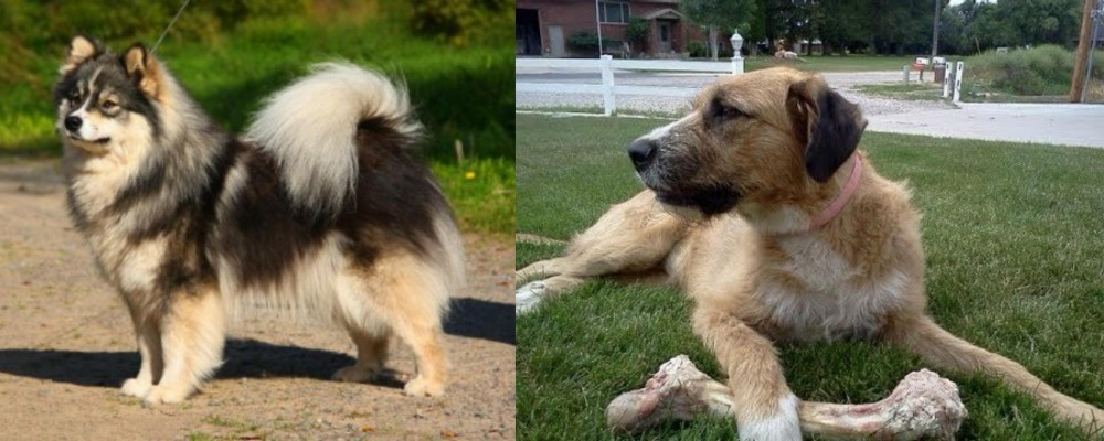 Irish Mastiff Hound vs Finnish Lapphund - Breed Comparison