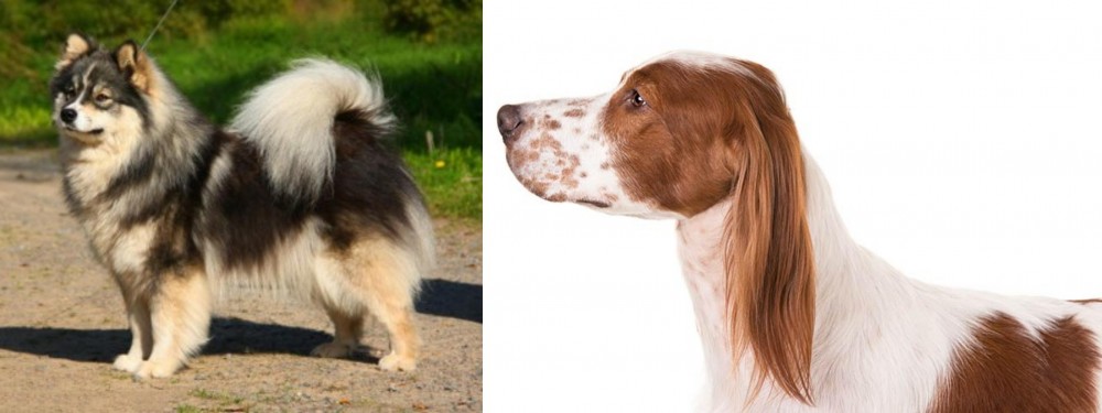 Irish Red and White Setter vs Finnish Lapphund - Breed Comparison