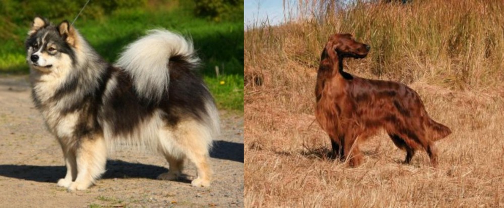 Irish Setter vs Finnish Lapphund - Breed Comparison