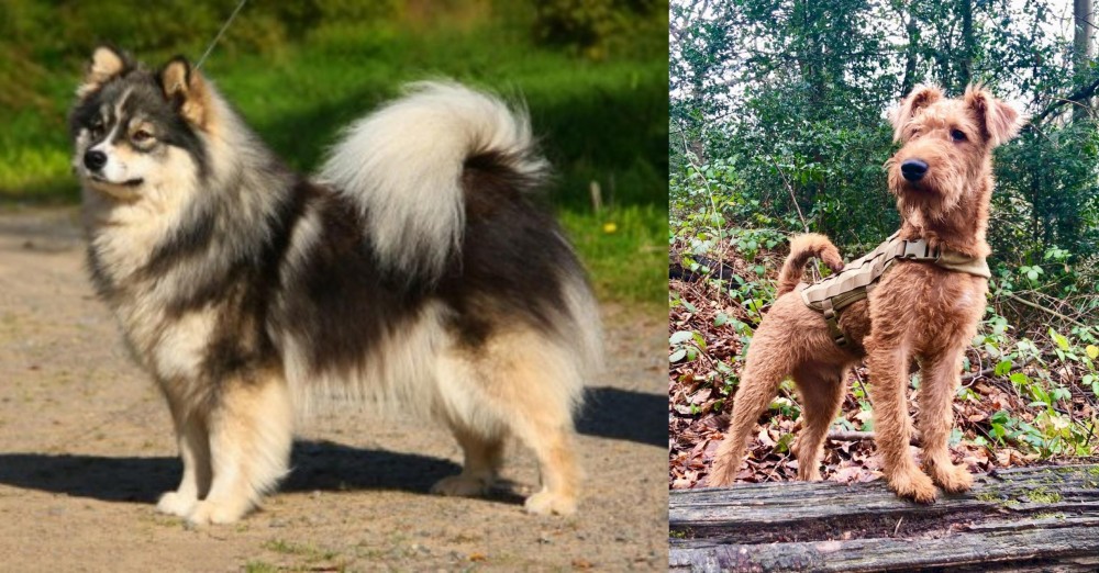 Irish Terrier vs Finnish Lapphund - Breed Comparison