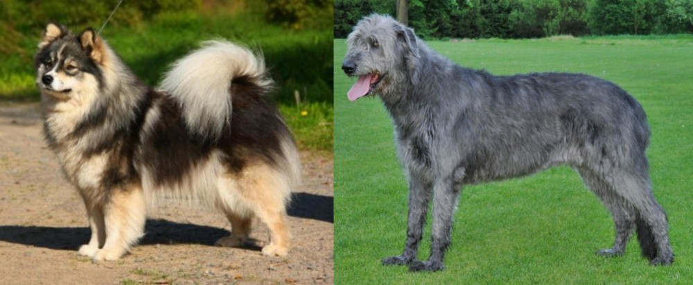 Irish Wolfhound vs Finnish Lapphund - Breed Comparison