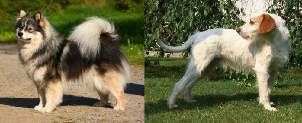 Istarski Ostrodlaki Gonic vs Finnish Lapphund - Breed Comparison