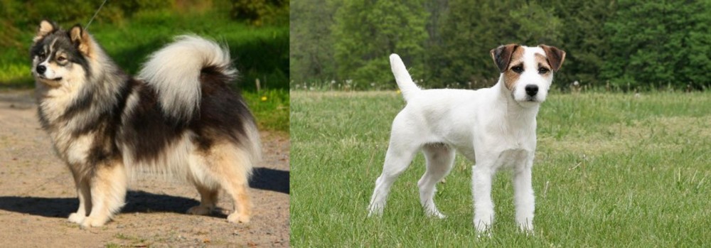 Jack Russell Terrier vs Finnish Lapphund - Breed Comparison