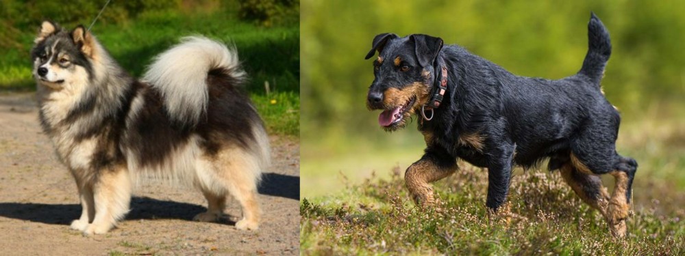 Jagdterrier vs Finnish Lapphund - Breed Comparison