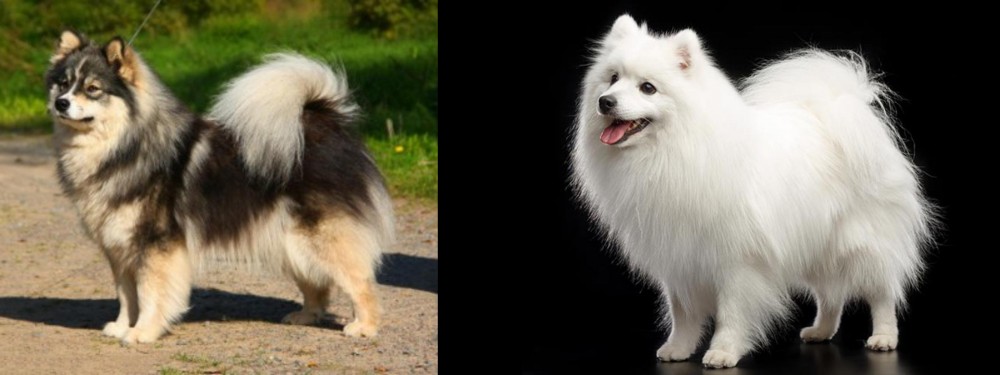 Japanese Spitz vs Finnish Lapphund - Breed Comparison