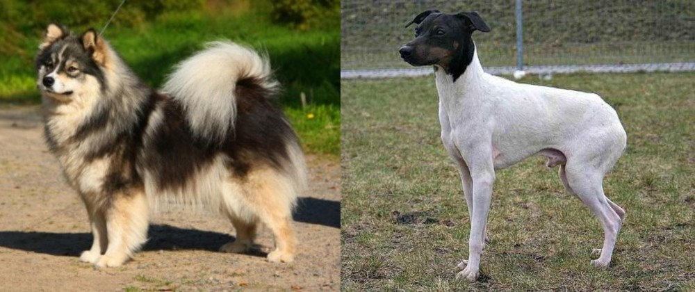 Japanese Terrier vs Finnish Lapphund - Breed Comparison