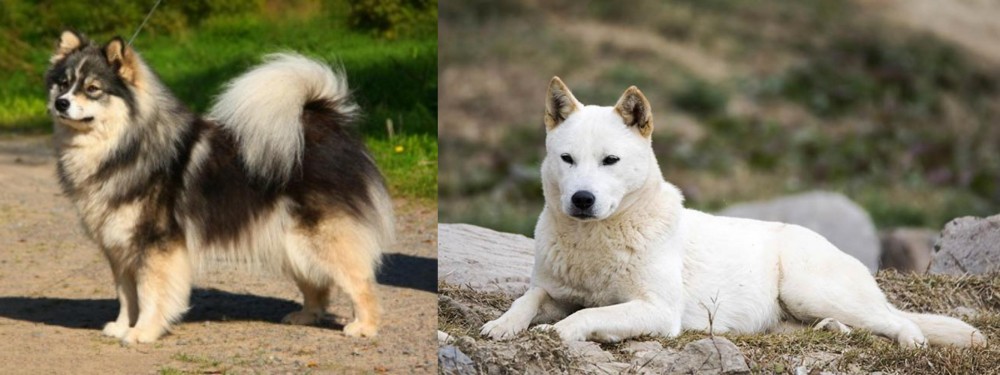 Jindo vs Finnish Lapphund - Breed Comparison