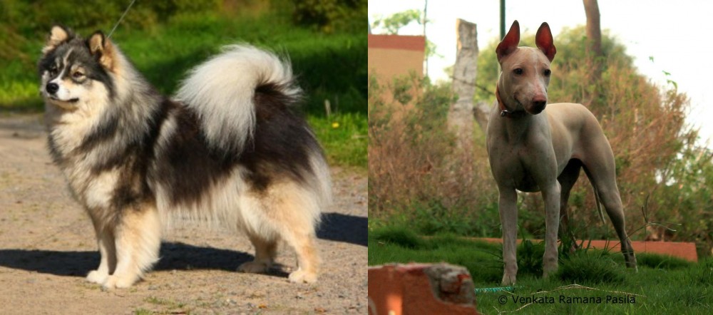 Jonangi vs Finnish Lapphund - Breed Comparison