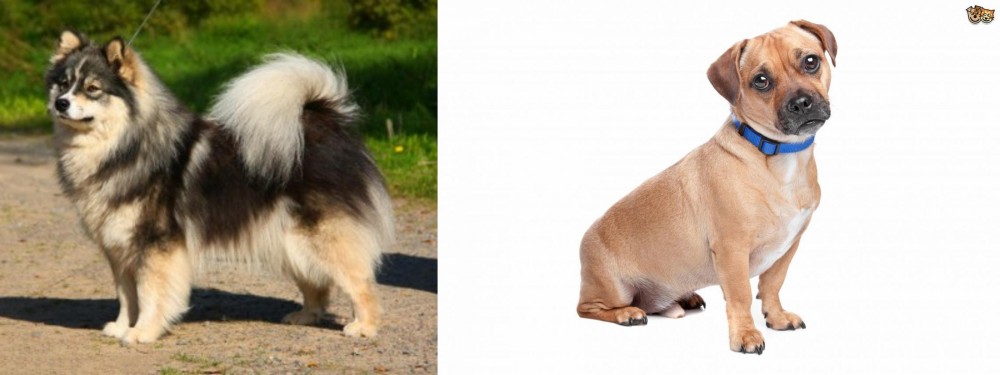 Jug vs Finnish Lapphund - Breed Comparison
