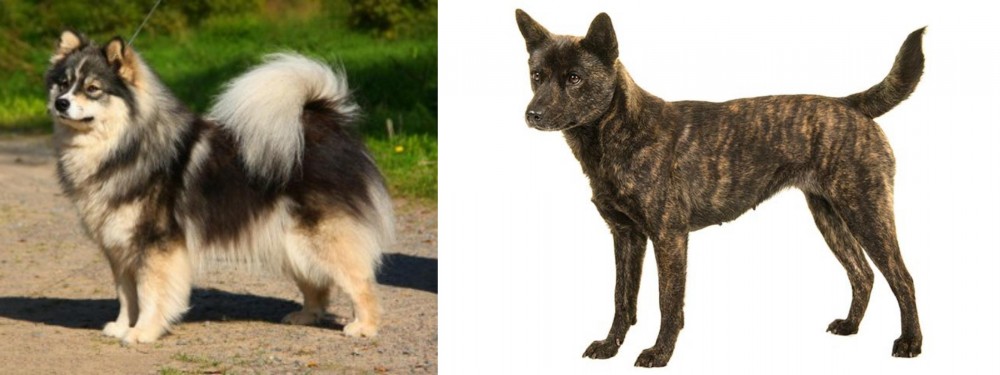 Kai Ken vs Finnish Lapphund - Breed Comparison