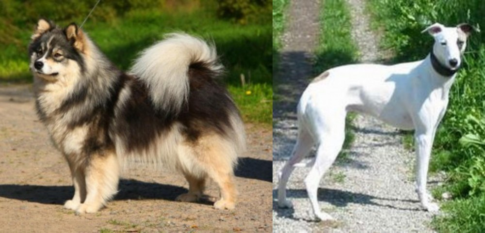 Kaikadi vs Finnish Lapphund - Breed Comparison