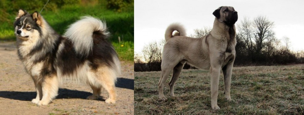 Kangal Dog vs Finnish Lapphund - Breed Comparison