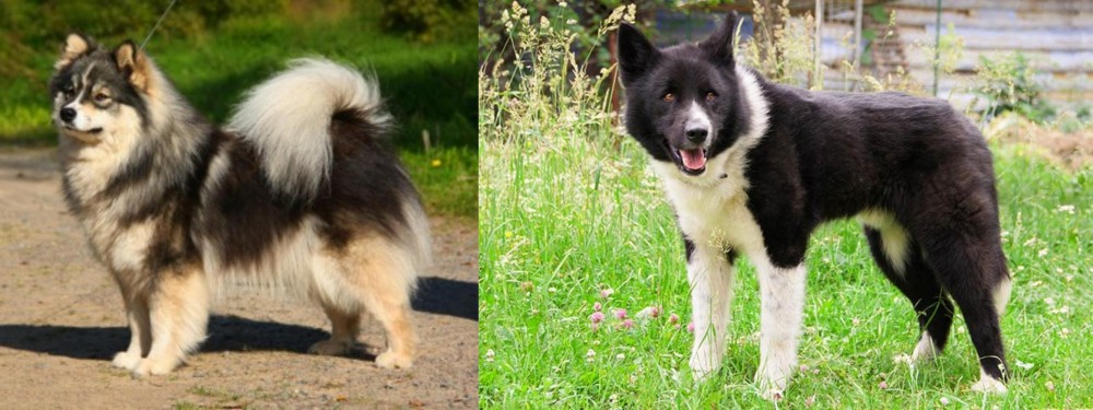 Karelian Bear Dog vs Finnish Lapphund - Breed Comparison