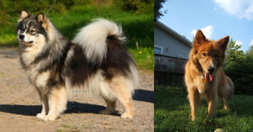 Karelo-Finnish Laika vs Finnish Lapphund - Breed Comparison
