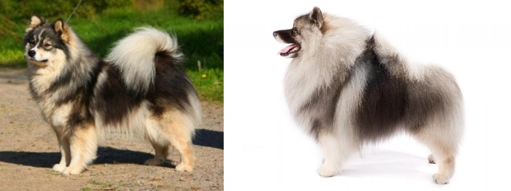 Keeshond vs Finnish Lapphund - Breed Comparison