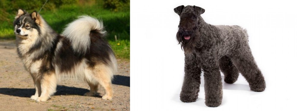 Kerry Blue Terrier vs Finnish Lapphund - Breed Comparison