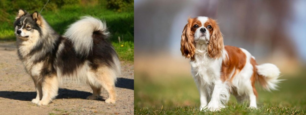 King Charles Spaniel vs Finnish Lapphund - Breed Comparison