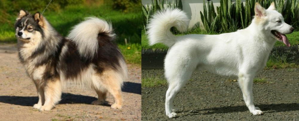 Kintamani vs Finnish Lapphund - Breed Comparison