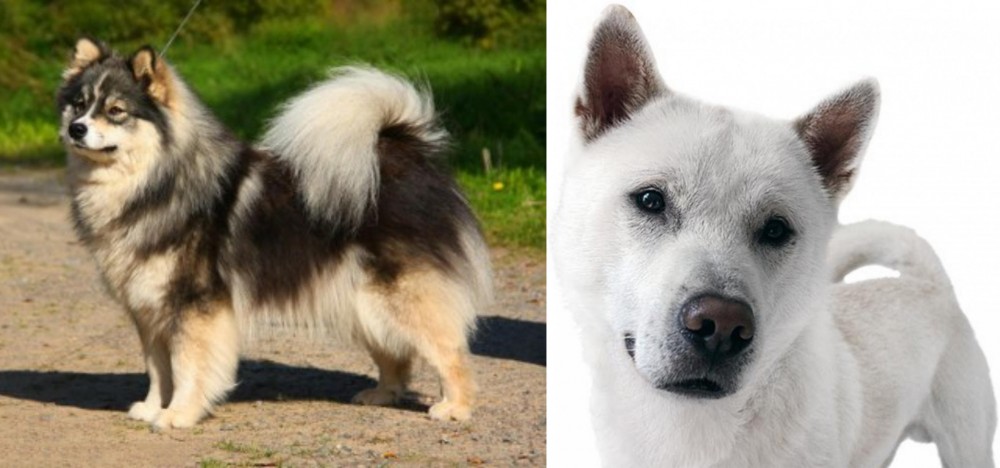 Kishu vs Finnish Lapphund - Breed Comparison