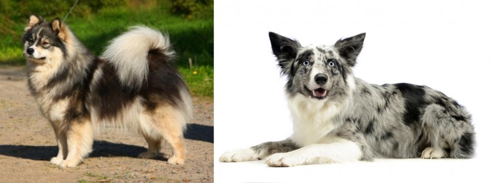 Koolie vs Finnish Lapphund - Breed Comparison