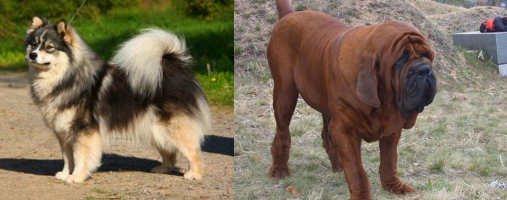 Korean Mastiff vs Finnish Lapphund - Breed Comparison