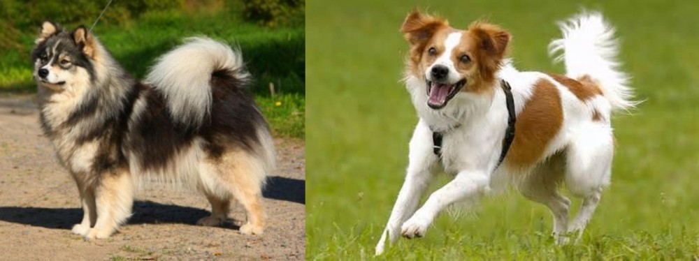 Kromfohrlander vs Finnish Lapphund - Breed Comparison