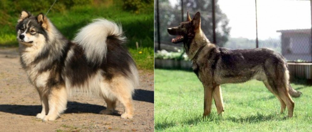Kunming Dog vs Finnish Lapphund - Breed Comparison