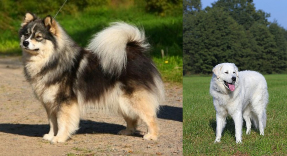 Kuvasz vs Finnish Lapphund - Breed Comparison