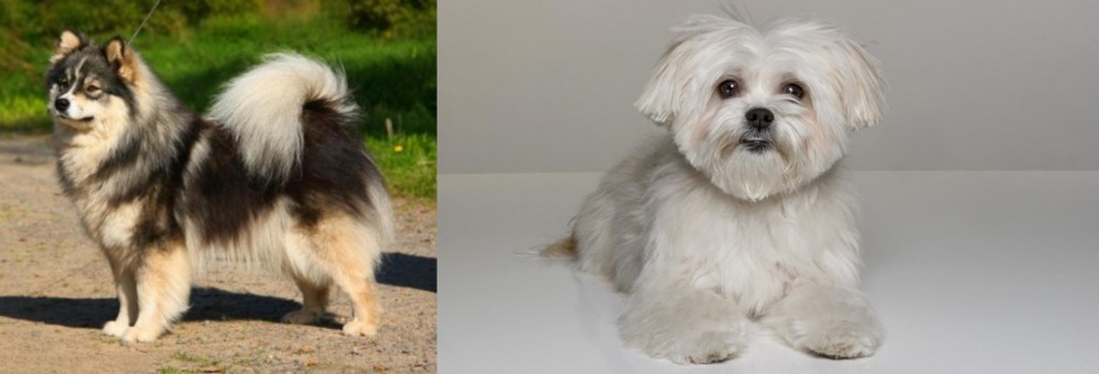 Kyi-Leo vs Finnish Lapphund - Breed Comparison