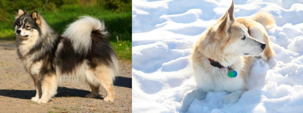 Labrador Husky vs Finnish Lapphund - Breed Comparison