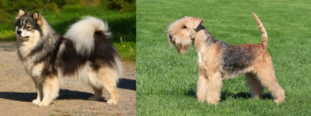 Lakeland Terrier vs Finnish Lapphund - Breed Comparison