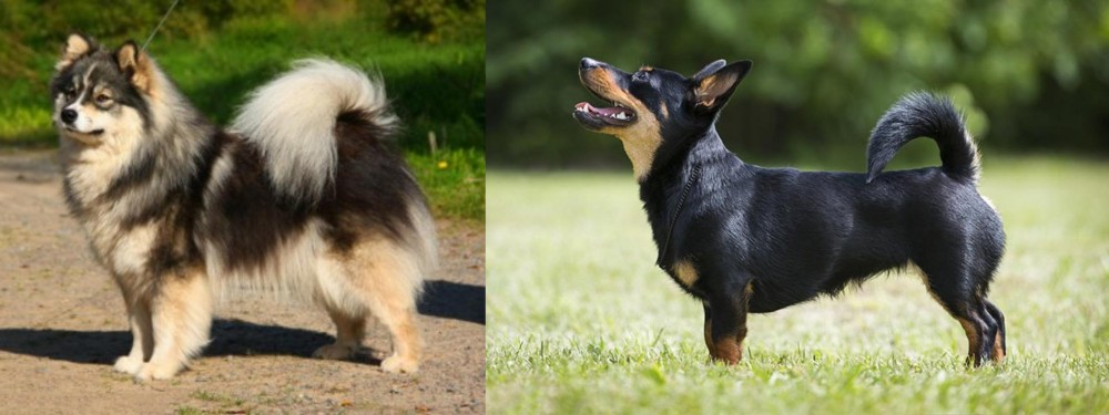 Lancashire Heeler vs Finnish Lapphund - Breed Comparison